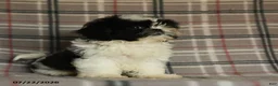 Shih Tzu dogs for sale: Kolby - Ad 9
