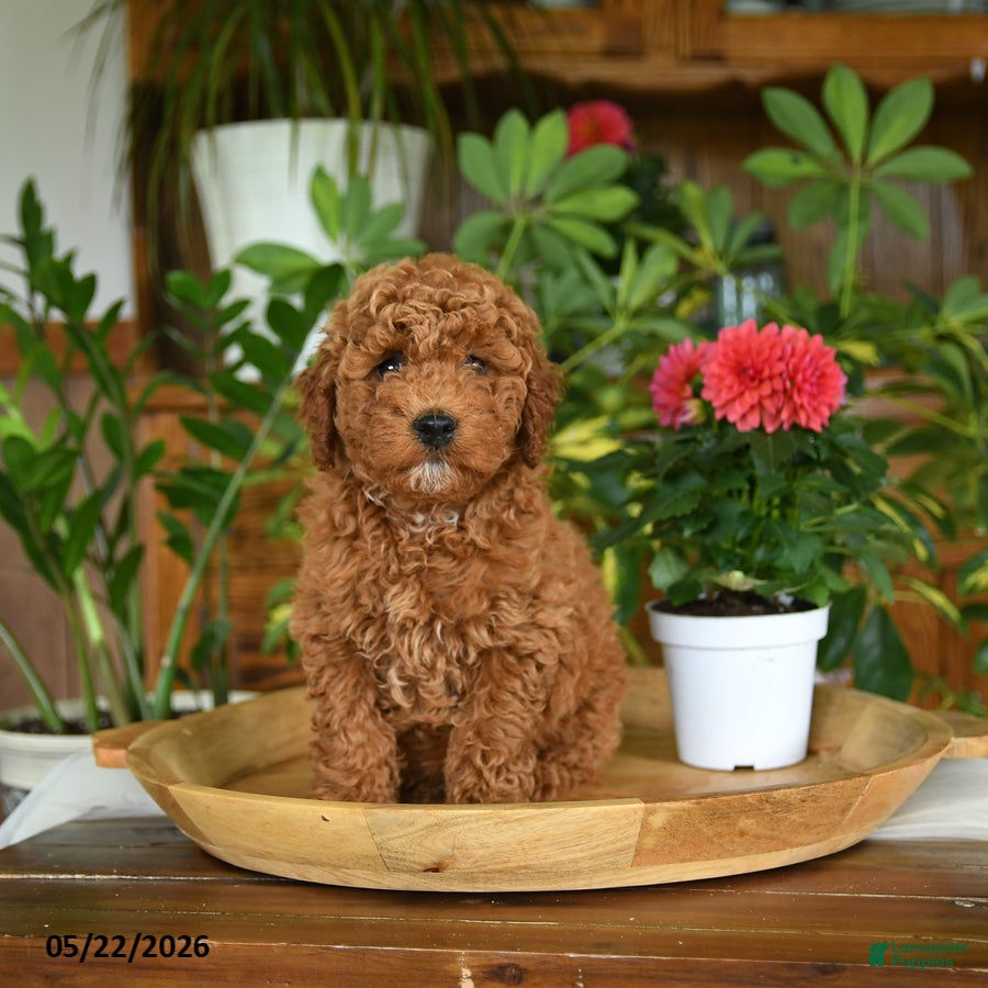 Mini Goldendoodle dogs Grayson - Ad 1