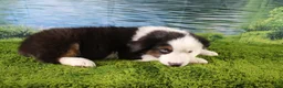 Miniature Australian Shepherd dogs for sale: Ellis - Ad 9