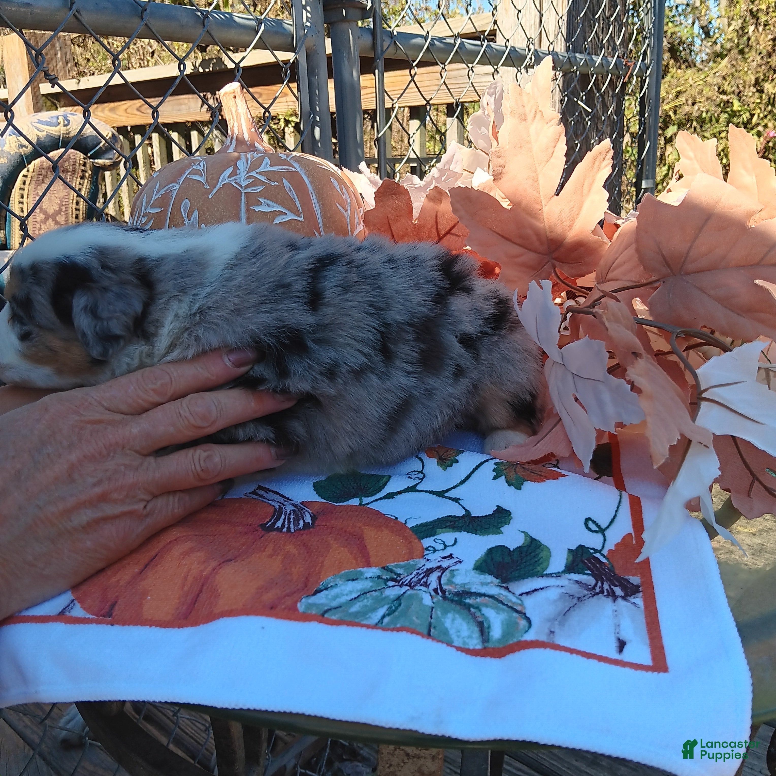 Australian Shepherd dogs maggie - Ad 19