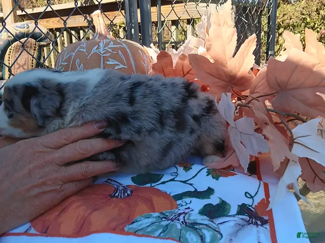 Australian Shepherd dogs for sale: maggie - Ad 40