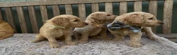 Goldendoodle dogs for sale: Ajax - Ad 3