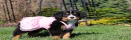 Bernese Mountain Dog dogs for sale: Jewel - Ad 7