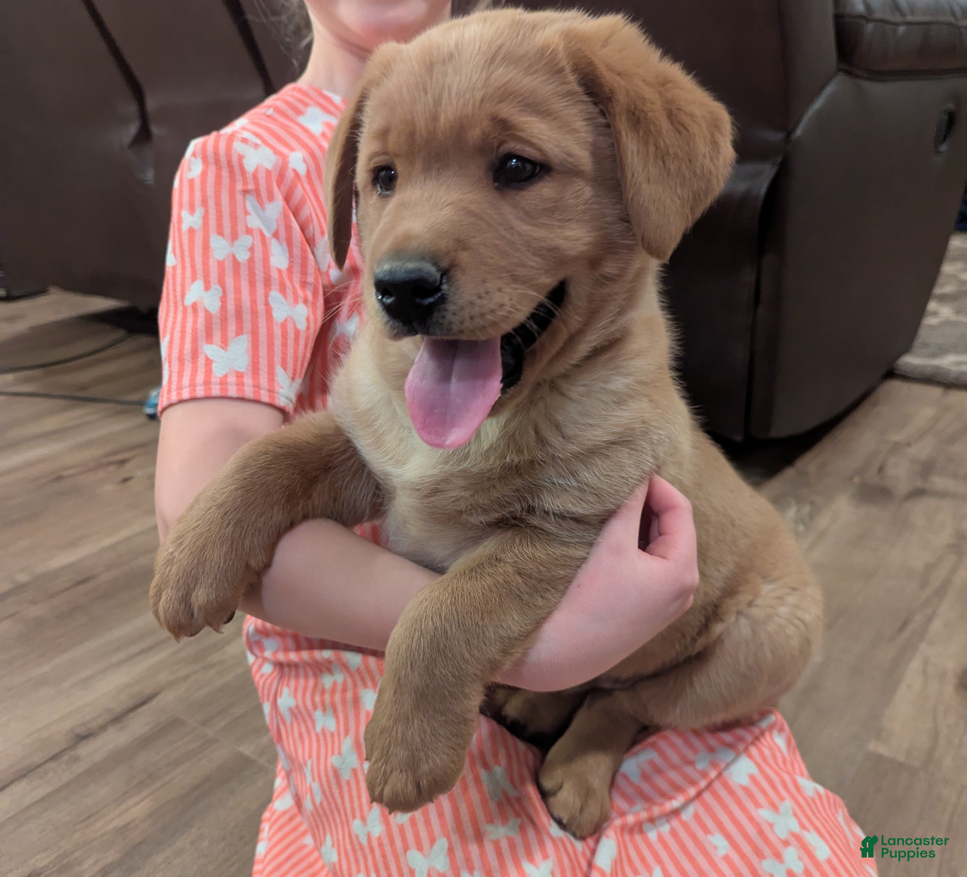 Labrador Retriever dogs Roscoe - Ad 1