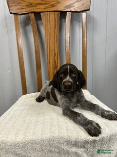 German Shorthaired Pointer dogs Duke - Ad 2