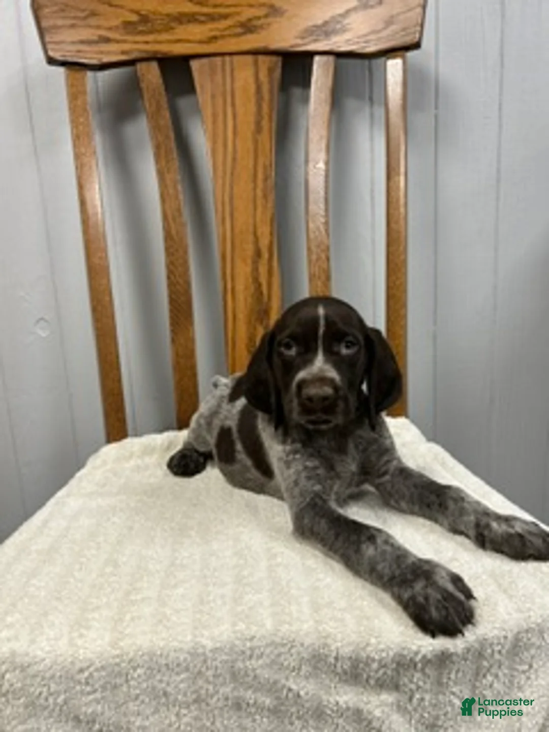 German Shorthaired Pointer dogs for sale: Duke - Ad 2