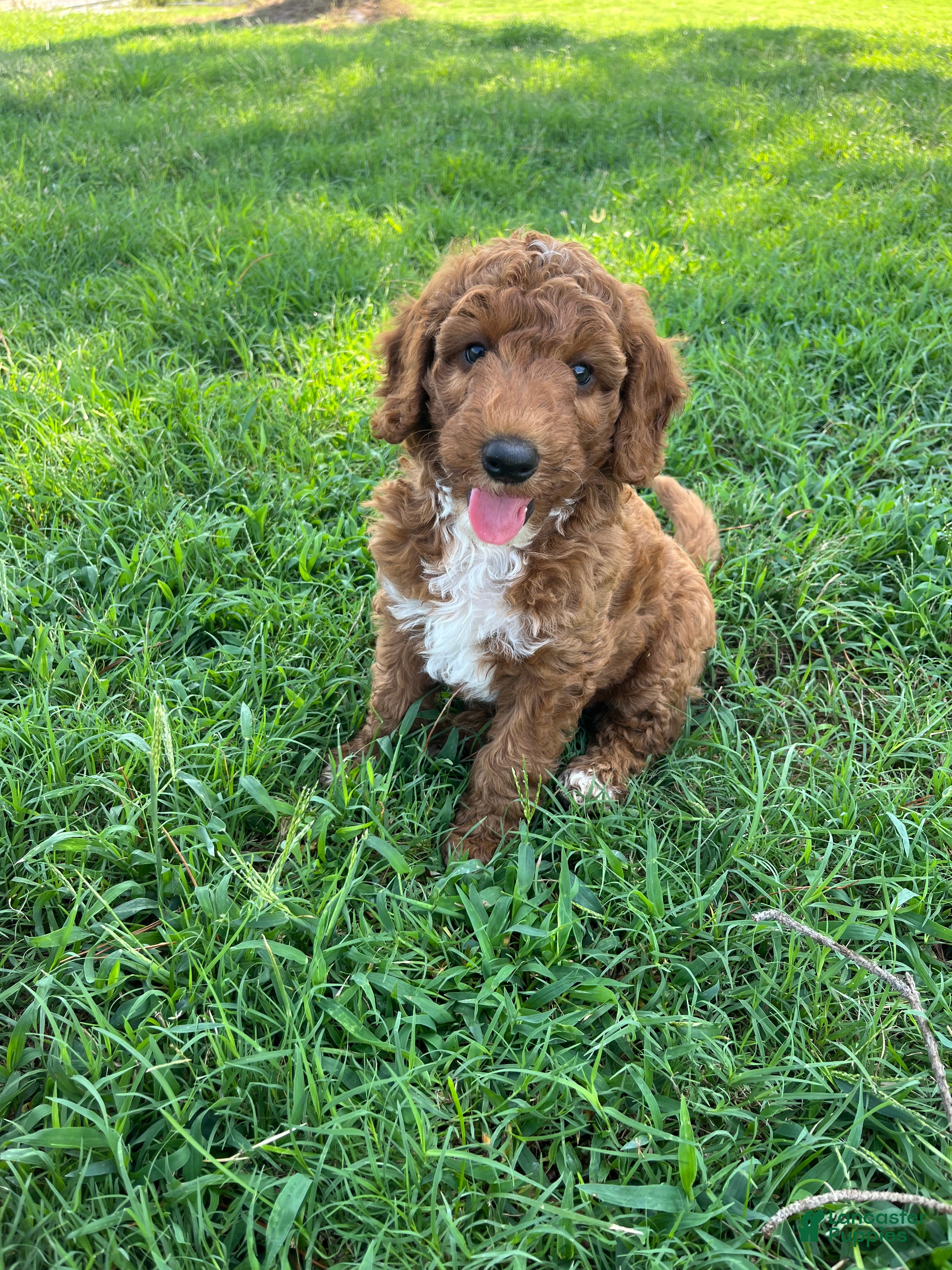 Goldendoodle dogs Winston Medium-sized F1BB - Ad 1