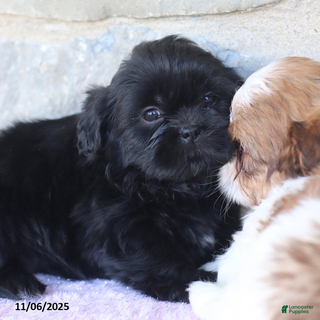 Shih Tzu dogs for sale: Kim  - Ad 9