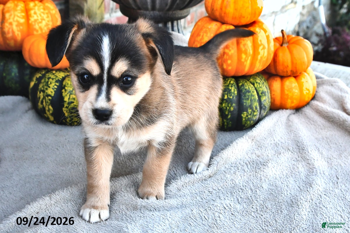 Mixed Breed dogs Skipper - Ad 2