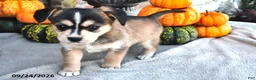 Mixed Breed dogs for sale: Skipper - Ad 2