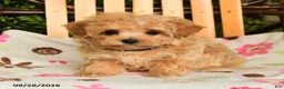 Maltipoo dogs for sale: Moxie - Ad 3