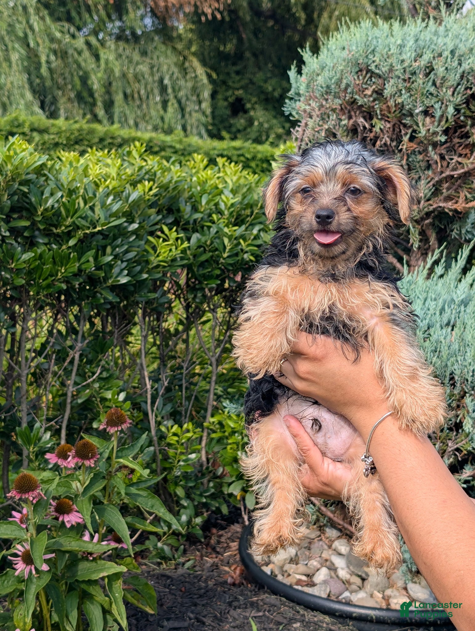 Yorkshire Terrier dogs Yorkshire Terrier 1 - Ad 3