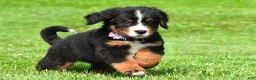 Bernese Mountain Dog dogs for sale: Nora - Ad 14