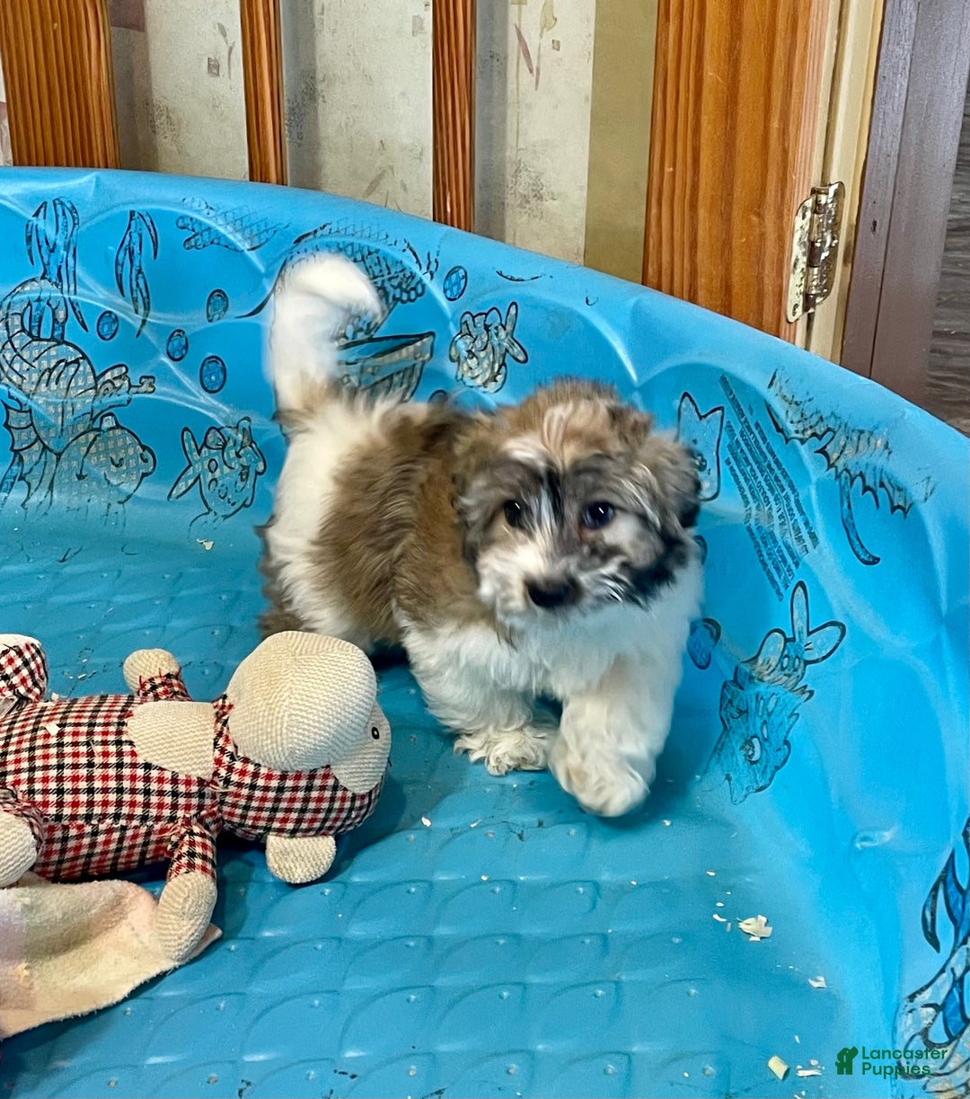 Coton De Tulear dogs for sale: Sandy - Ad 7