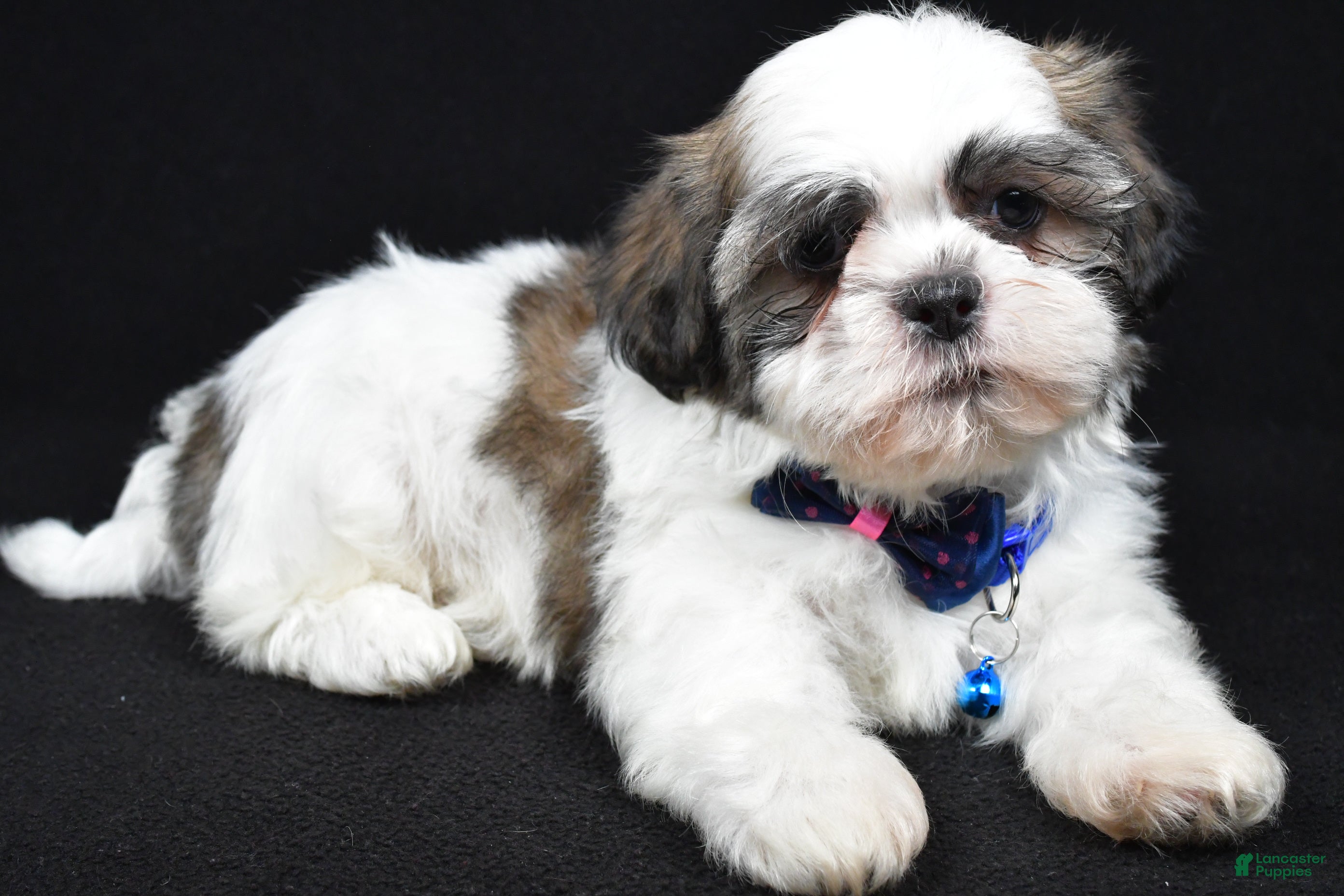 Shih Tzu dogs Dexter - Ad 2