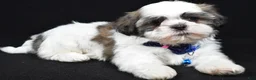 Shih Tzu dogs for sale: Dexter - Ad 2
