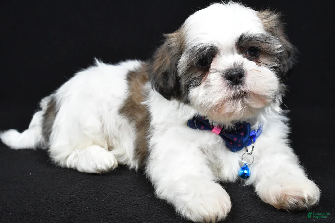 Shih Tzu dogs for sale: Dexter - Ad 2