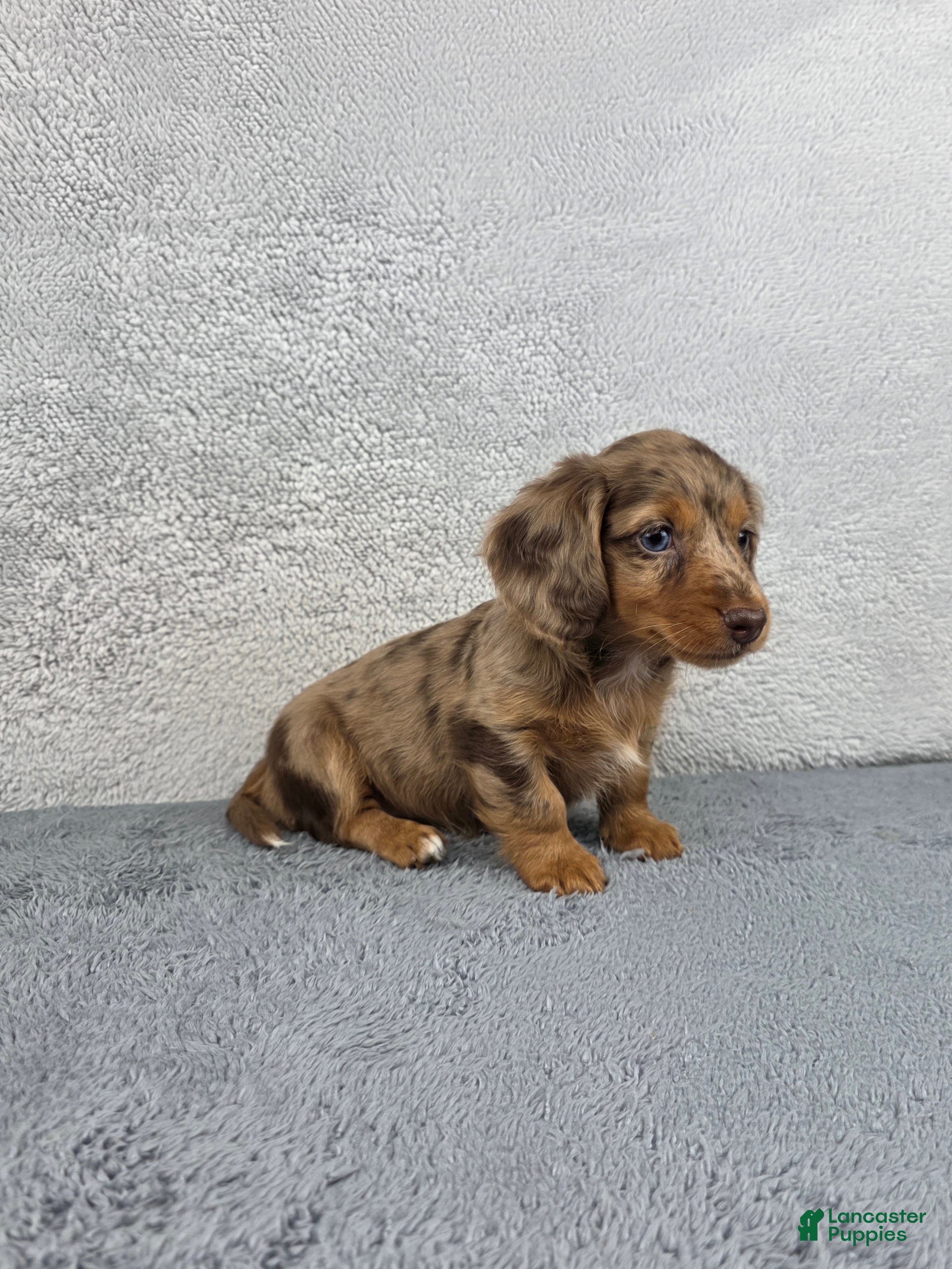 Miniature Dachshund dogs Clover - Ad 1