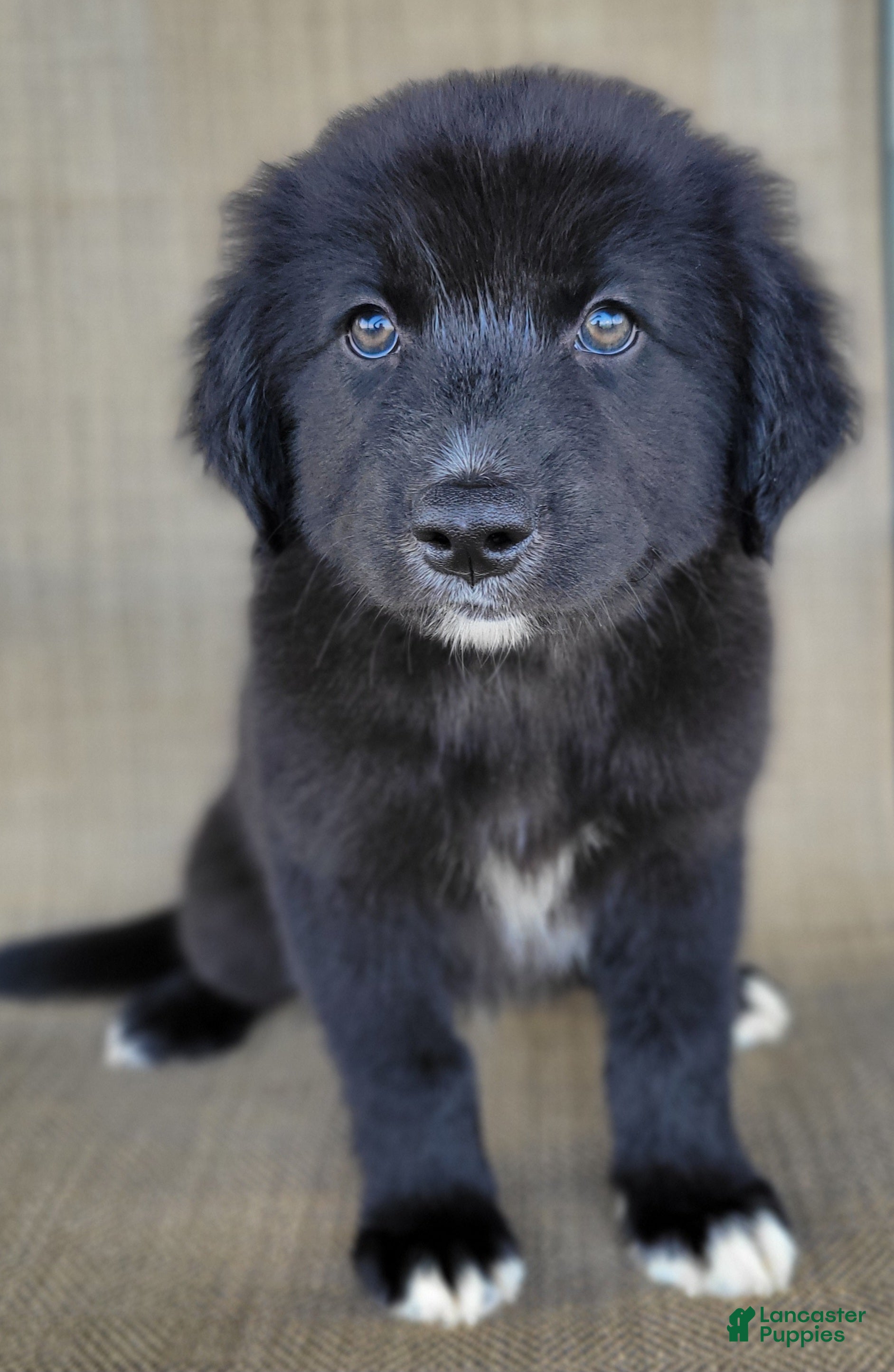 Australian Shepherd dogs Bluey - Ad 2