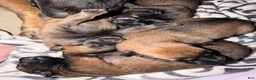 Belgian Malinois dogs for sale: Belgian Malinois 4 - Ad 1