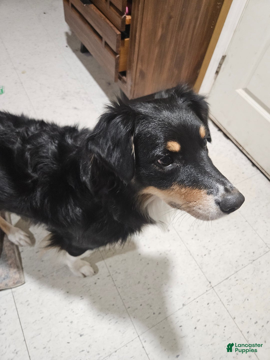 Mixed Breed dogs for sale: Mixed Breed Puppy 2 - Ad 3