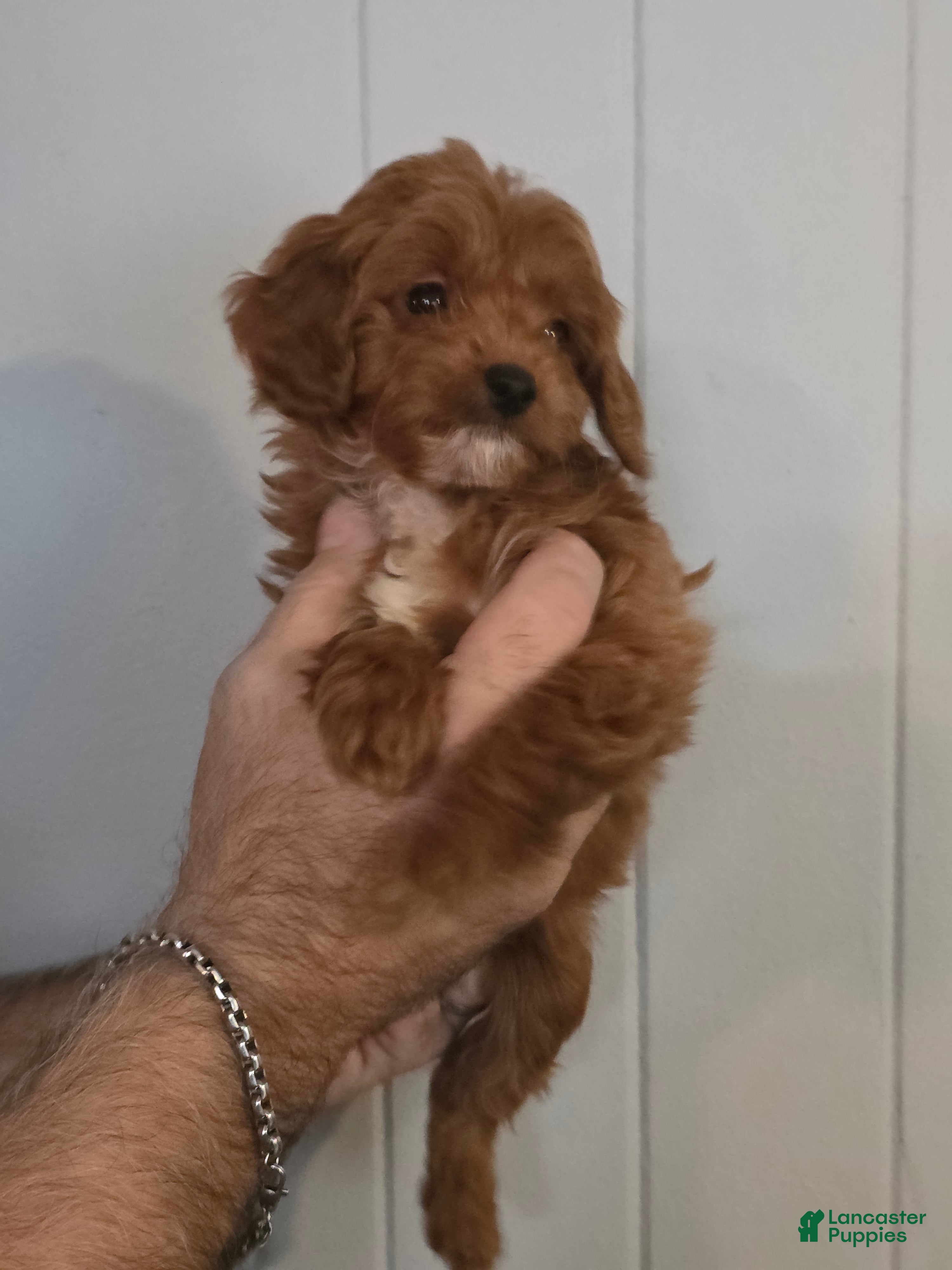 Cavapoo dogs Betsy - Ad 1