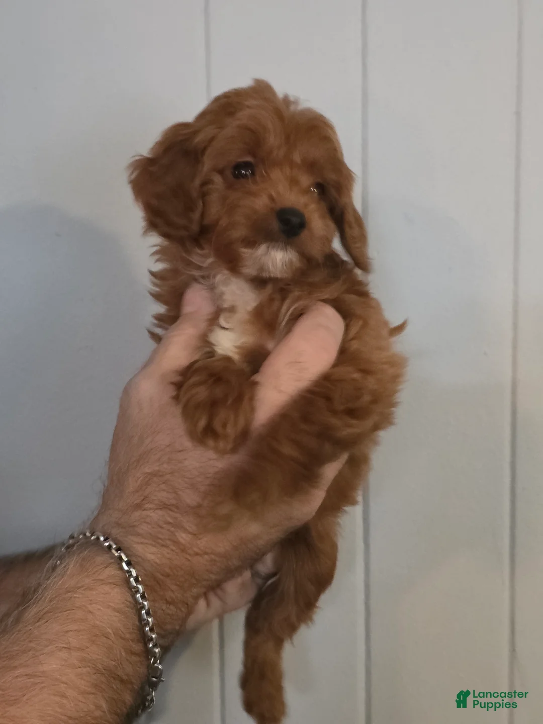Cavapoo dogs for sale: Betsy - Ad 1