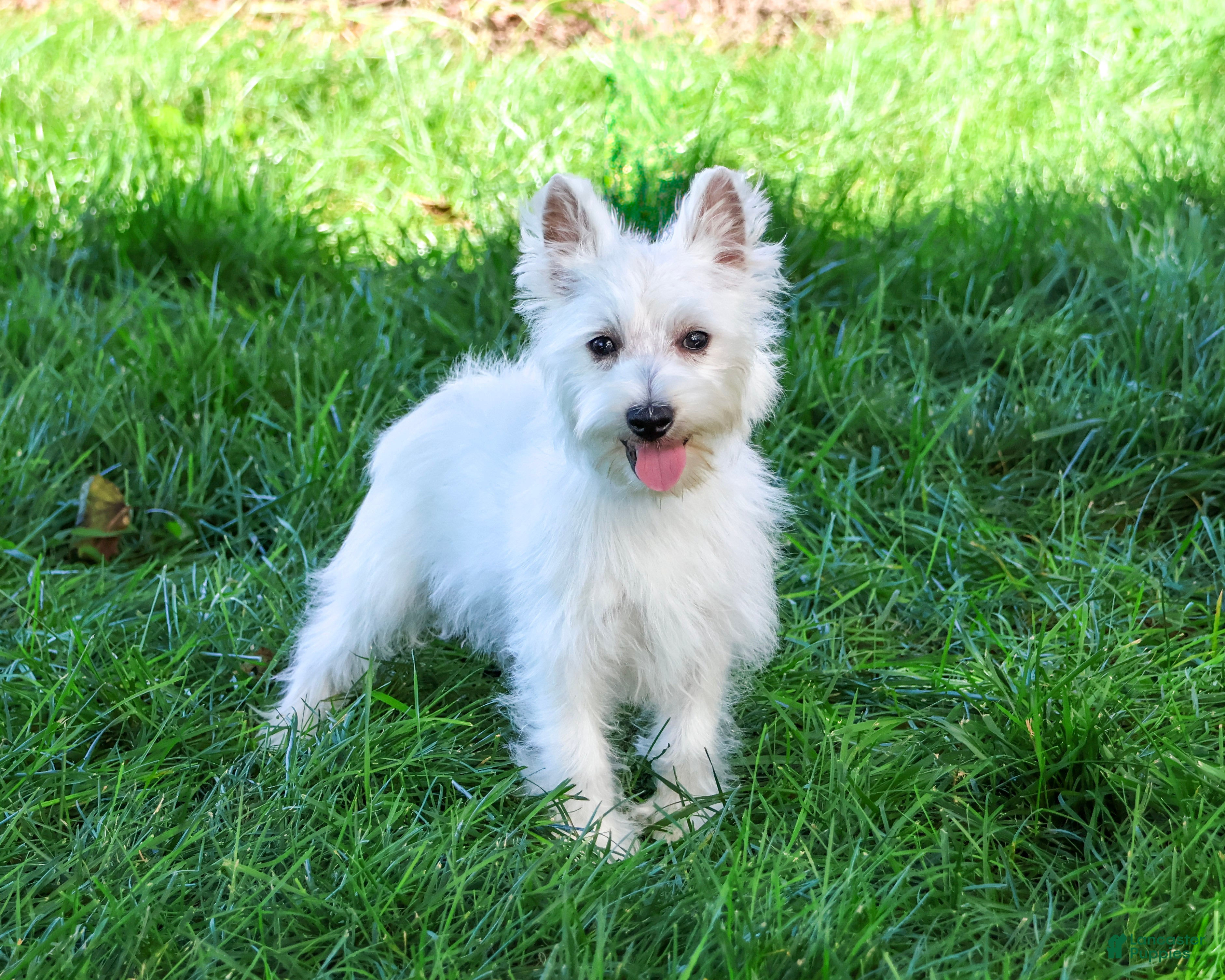 West Highland Terrier dogs Delight - Ad 10