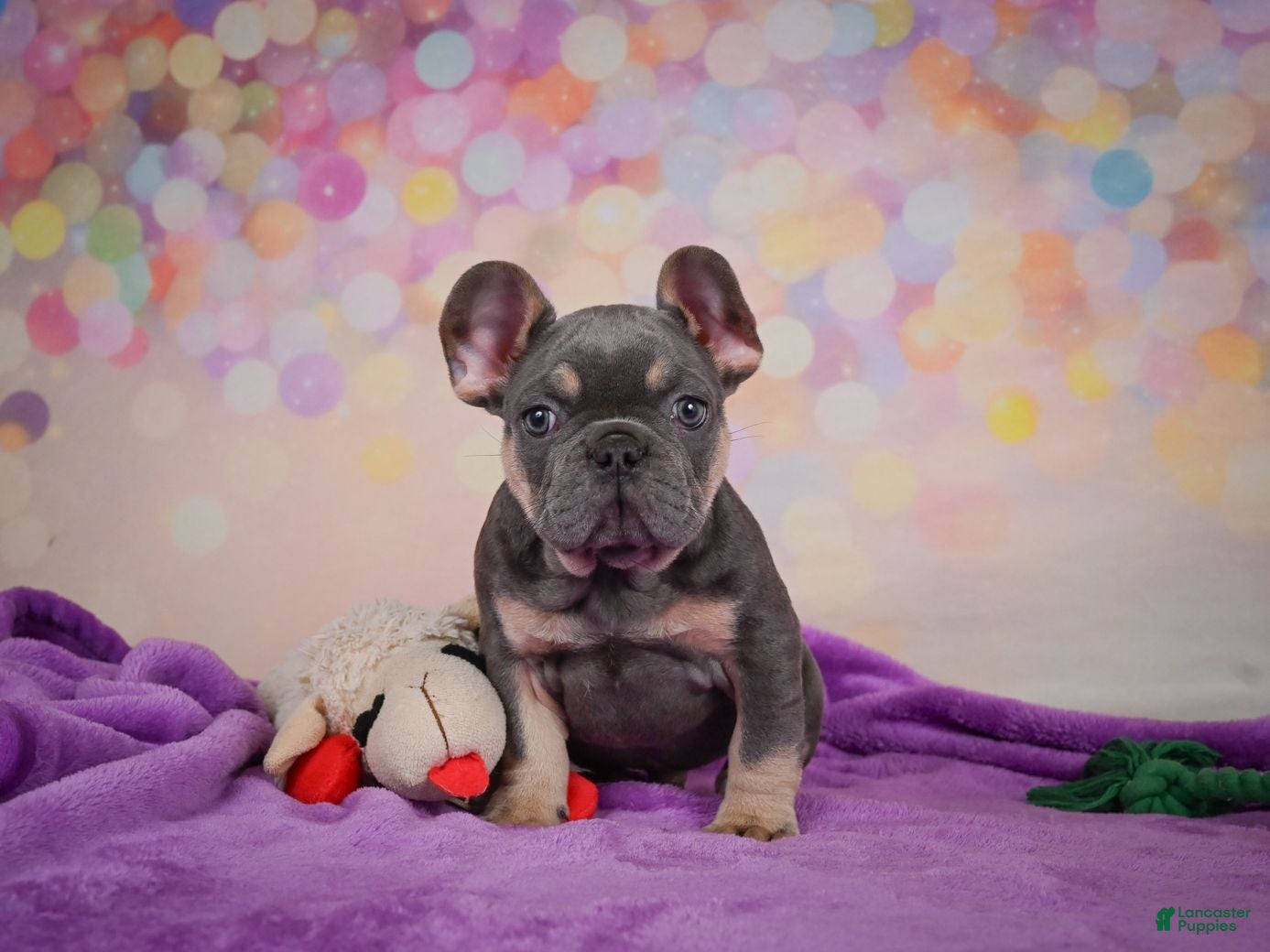 French Bulldog dogs for sale: Aaron - Ad 2