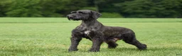 Giant Schnauzer dogs for sale: Lynette - Ad 8