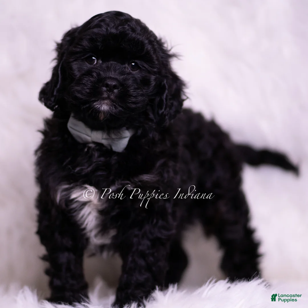 Cavapoo dogs for sale: Finn - Ad 2