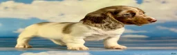 Miniature Dachshund dogs for sale: Akc Marigold- PRA clear  - Ad 1