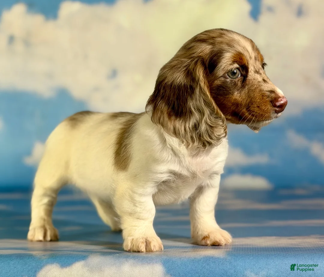 Miniature Dachshund dogs for sale: Akc Marigold- PRA clear  - Ad 1