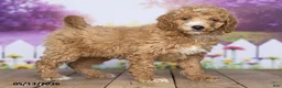 Mini Goldendoodle dogs for sale: Chester - Ad 3
