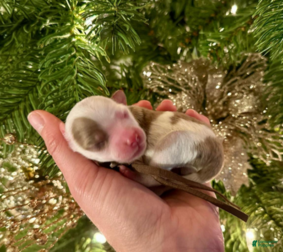 Aussiedoodle dogs for sale: Will The Wise - Ad 2