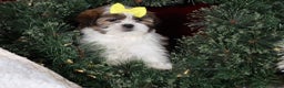 Shih Tzu dogs for sale: Norrie - Ad 17