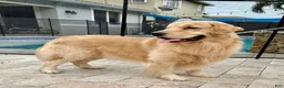Golden Retriever dogs for sale: Golden Retriever 1 - Ad 5