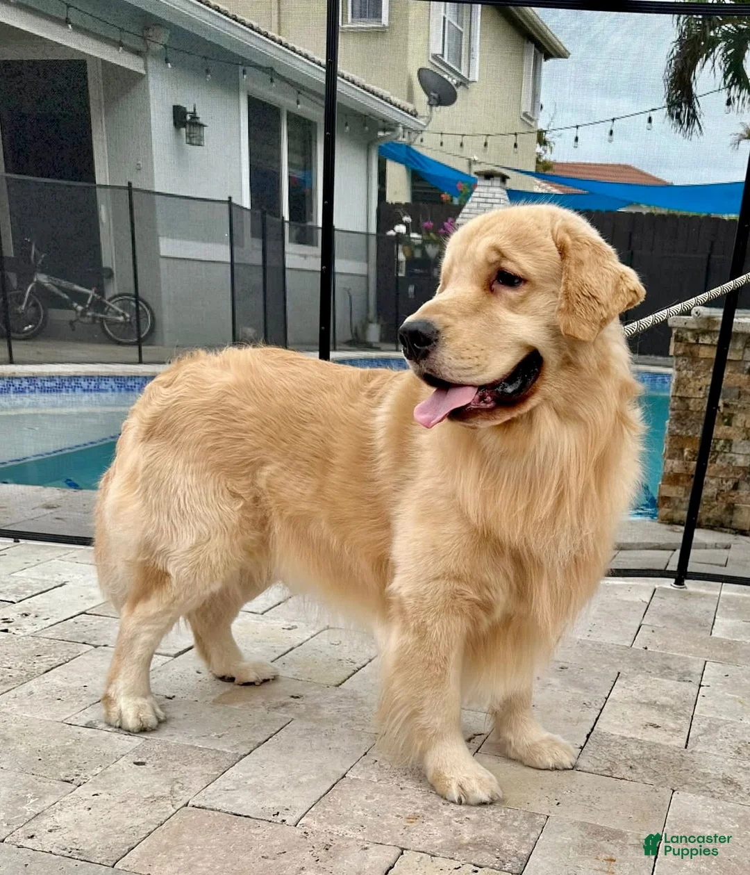 Golden Retriever dogs for sale: Golden Retriever 1 - Ad 5