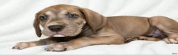 Great Dane dogs for sale: Takara  - Ad 4