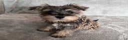Miniature Schnauzer dogs for sale: Tinsley - Ad 3