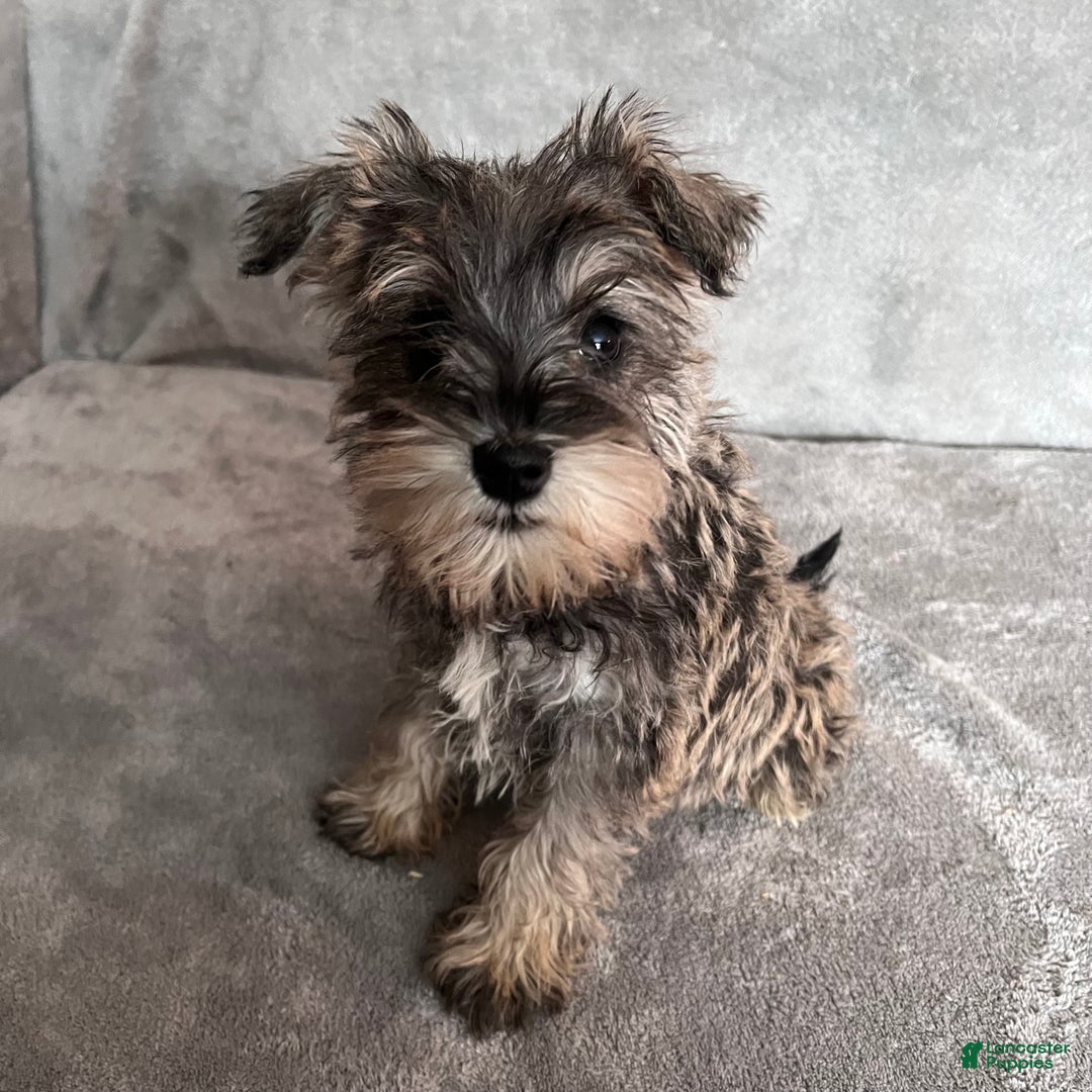 Miniature Schnauzer dogs for sale: Tinsley - Ad 3