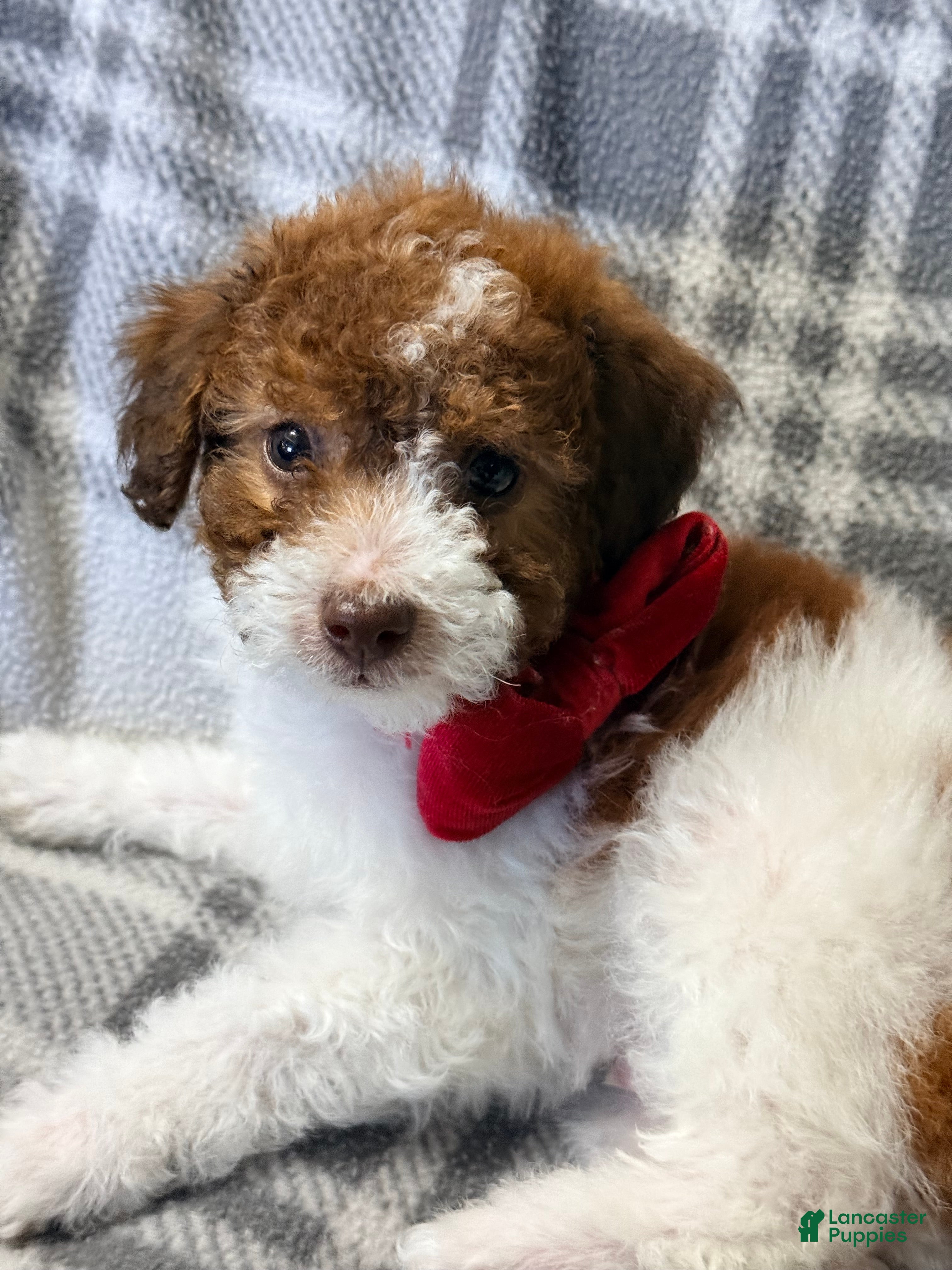 Pomapoo dogs Benji - Ad 32