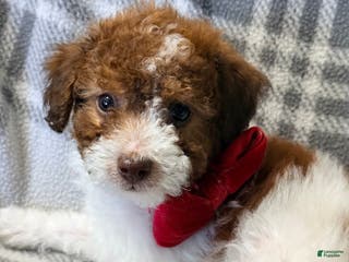 Pomapoo dogs Benji - Ad 32