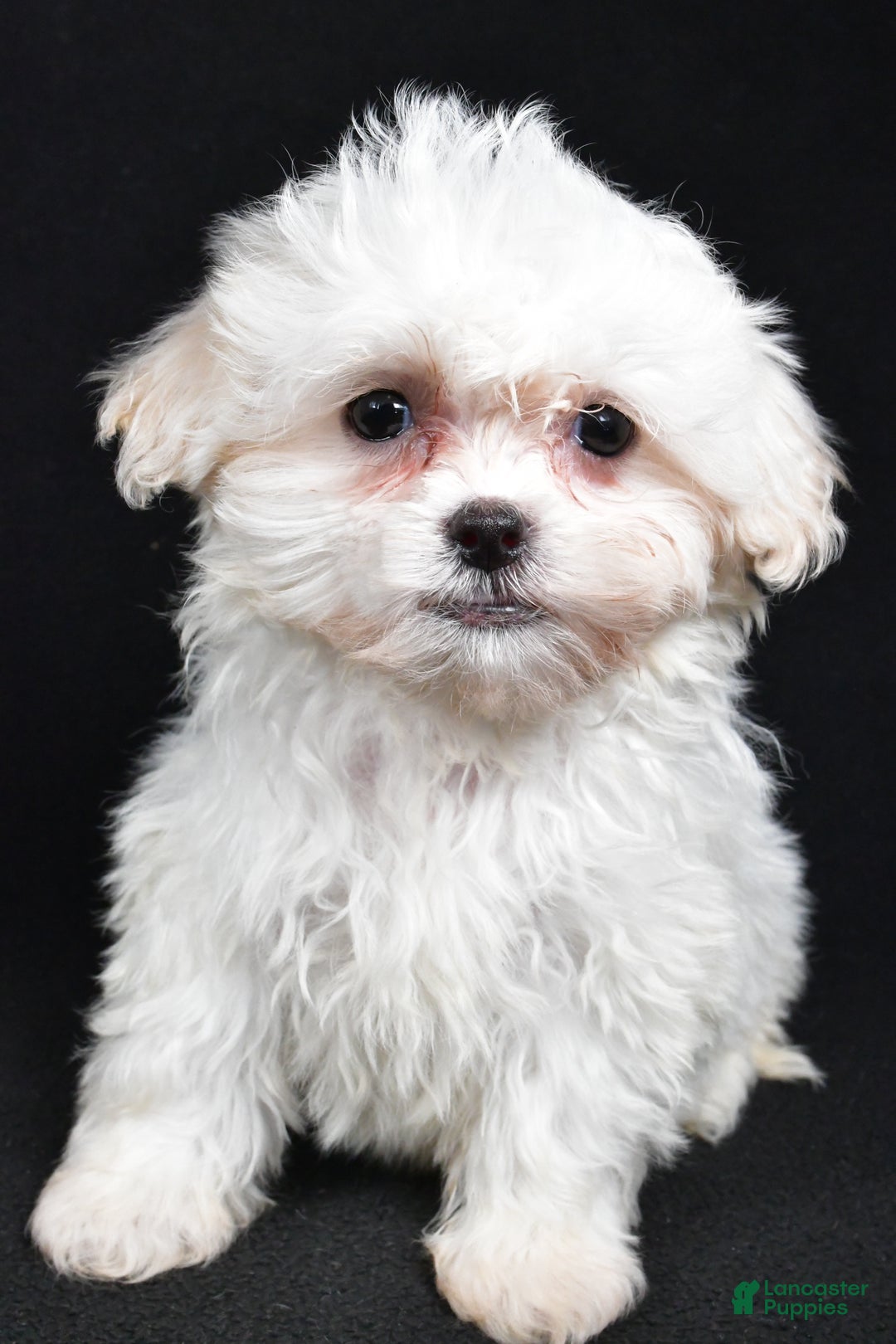 Teddy Bear dogs for sale: Clover - Ad 6