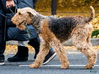 Airedale Terrier dogs Peggy - Ad 4