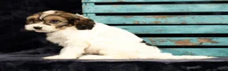Cavapoo dogs for sale: Kaitlyn - Ad 3