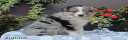 Australian Shepherd dogs for sale: Tiffany - Ad 4