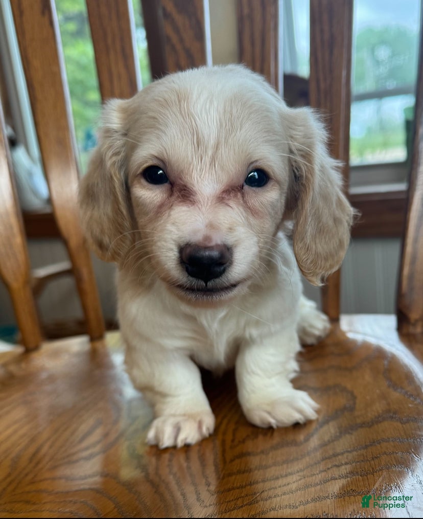 Miniature Dachshund dogs Sweet Bailey~! - Ad 5