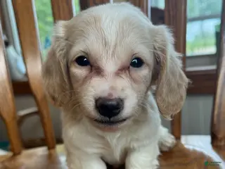 Miniature Dachshund dogs Sweet Bailey~! - Ad 5