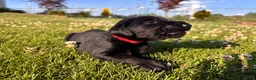 Mixed Breed dogs for sale: Cliff - Ad 6